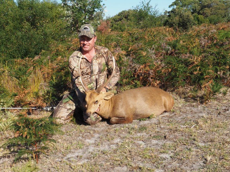 Gallery Hog Deer Hunting Australia
